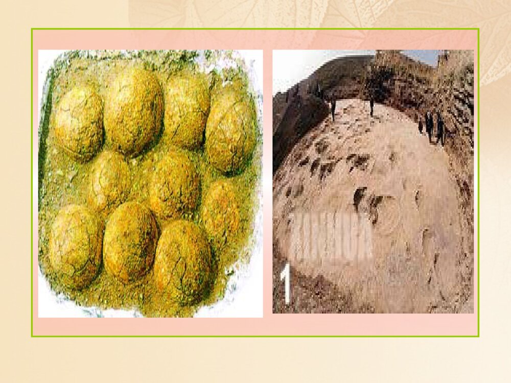 浙科版历史必修2《第五章生物的进化第三节探索生物进化的历史课件》教学PPT课件4