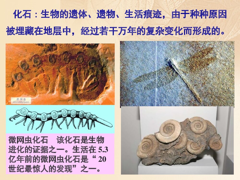 浙科版历史必修2《第五章生物的进化第三节探索生物进化的历史课件》教学PPT课件5