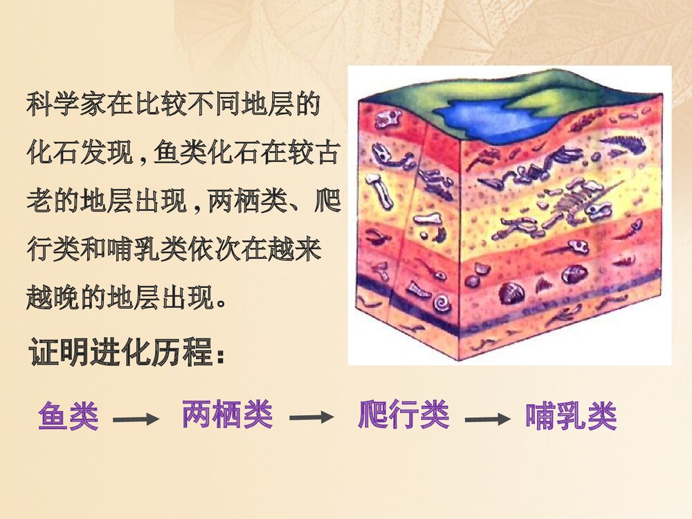 浙科版历史必修2《第五章生物的进化第三节探索生物进化的历史课件》教学PPT课件8