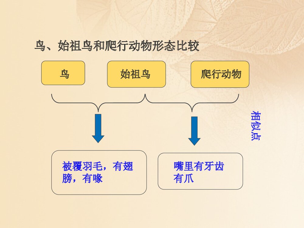 浙科版历史必修2《第五章生物的进化第三节探索生物进化的历史课件》教学PPT课件10