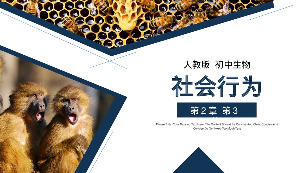 人教版八年级生物上册《社会行为》PPT课件(第5.2.3课时)1