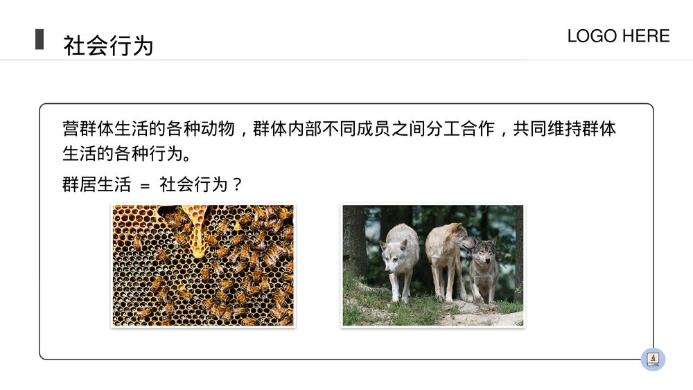 人教版八年级生物上册《社会行为》PPT课件(第5.2.3课时)2