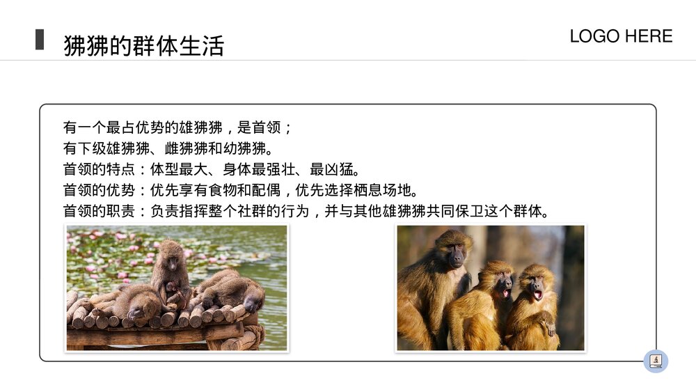 人教版八年级生物上册《社会行为》PPT课件(第5.2.3课时)4