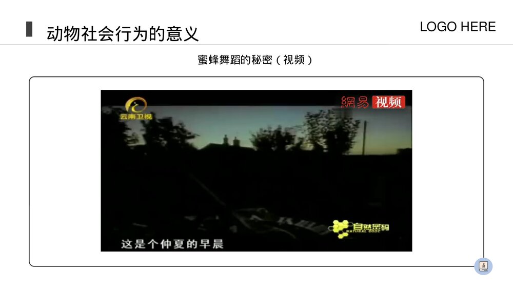 人教版八年级生物上册《社会行为》PPT课件(第5.2.3课时)7