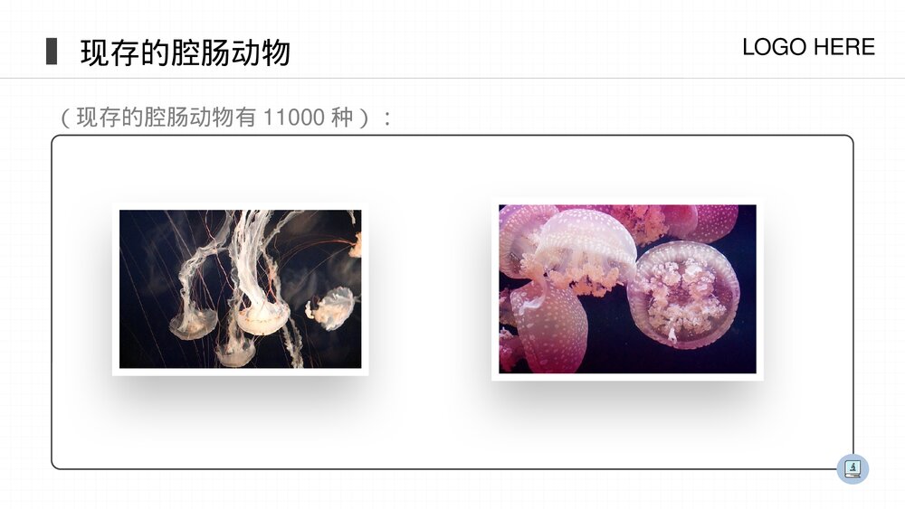 人教版八年级生物上册《腔肠动物和扁形动物》PPT课件(第5.1.1课时)6