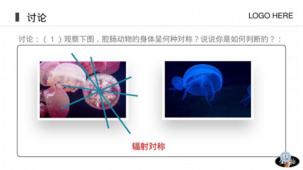 人教版八年级生物上册《腔肠动物和扁形动物》PPT课件(第5.1.1课时)7