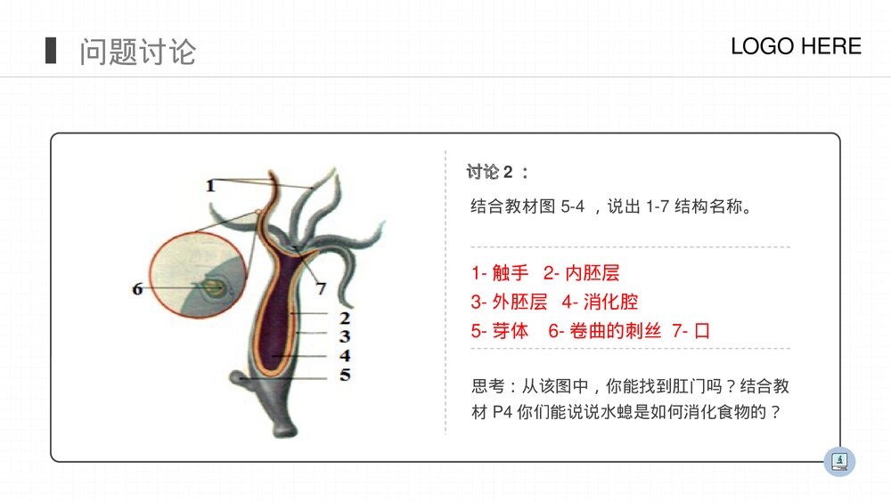 人教版八年级生物上册《腔肠动物和扁形动物》PPT课件(第5.1.1课时)8