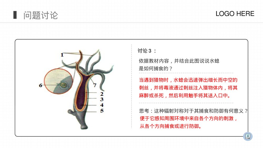 人教版八年级生物上册《腔肠动物和扁形动物》PPT课件(第5.1.1课时)9