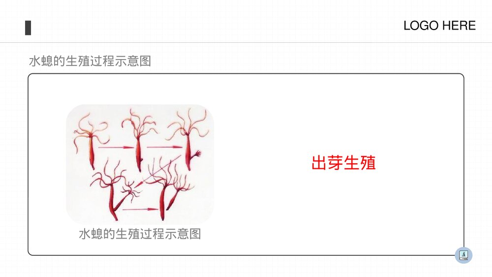 人教版八年级生物上册《腔肠动物和扁形动物》PPT课件(第5.1.1课时)10