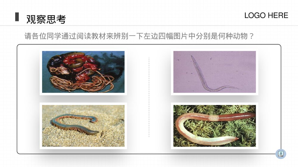 人教版八年级生物上册《线形动物和环节动物》PPT课件(第5.1.2课时)3