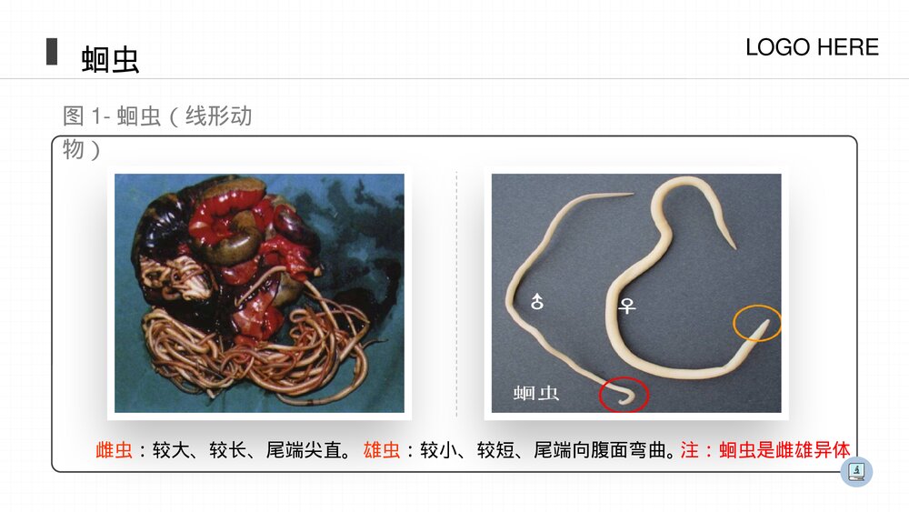 人教版八年级生物上册《线形动物和环节动物》PPT课件(第5.1.2课时)4