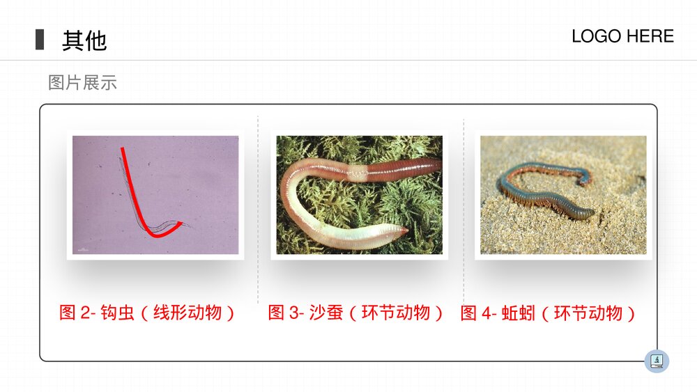 人教版八年级生物上册《线形动物和环节动物》PPT课件(第5.1.2课时)5