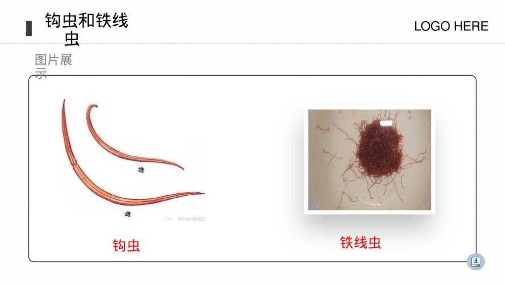 人教版八年级生物上册《线形动物和环节动物》PPT课件(第5.1.2课时)8