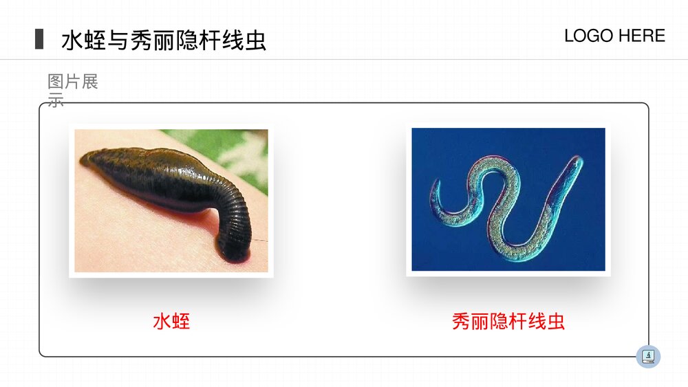 人教版八年级生物上册《线形动物和环节动物》PPT课件(第5.1.2课时)9