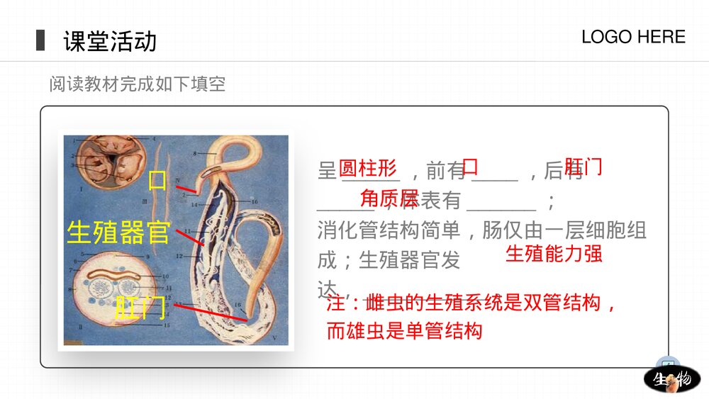人教版八年级生物上册《线形动物和环节动物》PPT课件(第5.1.2课时)10