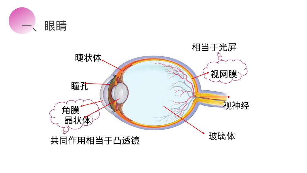 人教版八年级物理上册《眼睛和眼镜》教学PPT课件4