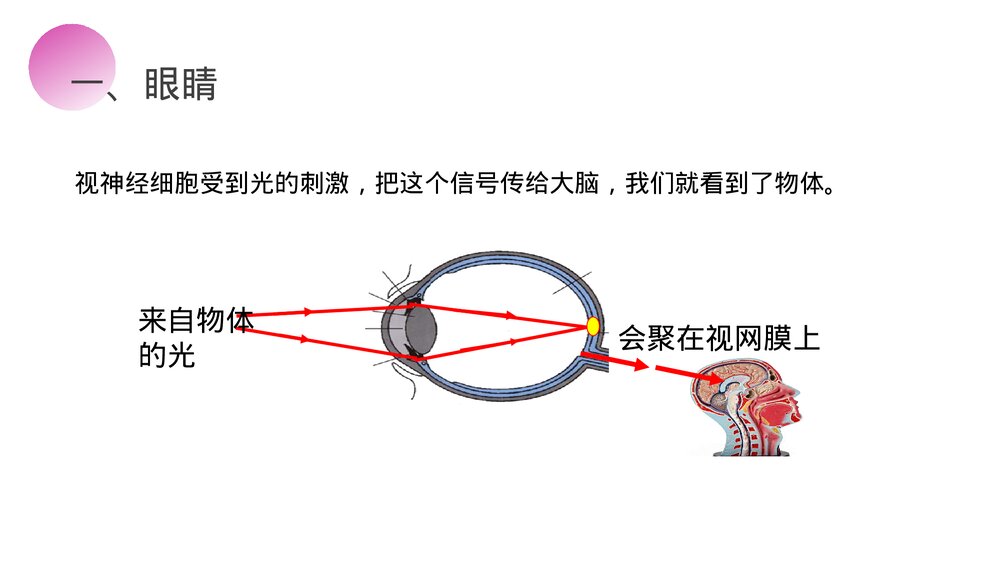 人教版八年级物理上册《眼睛和眼镜》教学PPT课件5