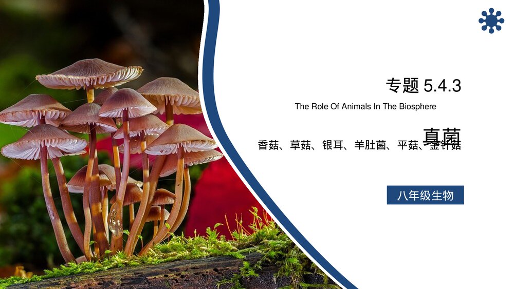 八年级生物上册《真菌》PPT课件(第5.4.3课时)1