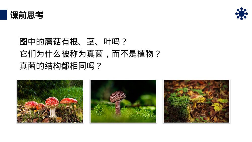 八年级生物上册《真菌》PPT课件(第5.4.3课时)4