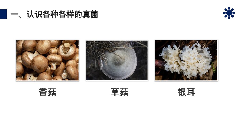 八年级生物上册《真菌》PPT课件(第5.4.3课时)5