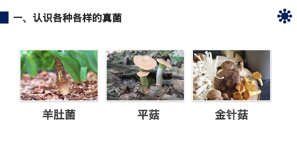 八年级生物上册《真菌》PPT课件(第5.4.3课时)6