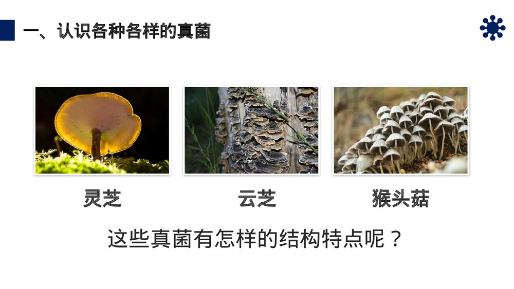 八年级生物上册《真菌》PPT课件(第5.4.3课时)7
