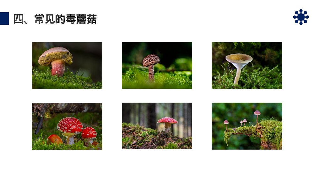 八年级生物上册《真菌》PPT课件(第5.4.3课时)10