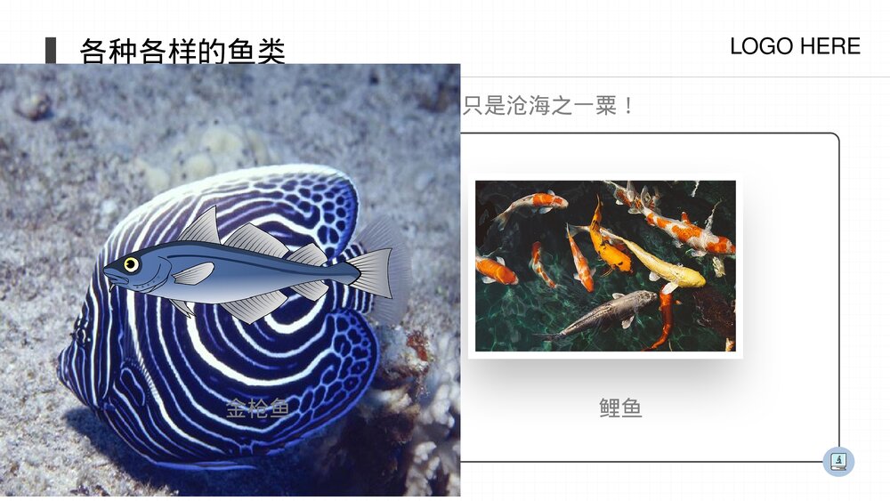 人教版八年级生物上册《鱼》PPT课件(第5.1.4课时)4