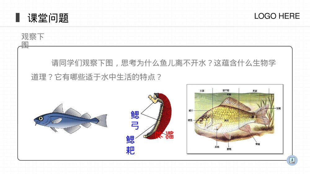 人教版八年级生物上册《鱼》PPT课件(第5.1.4课时)8