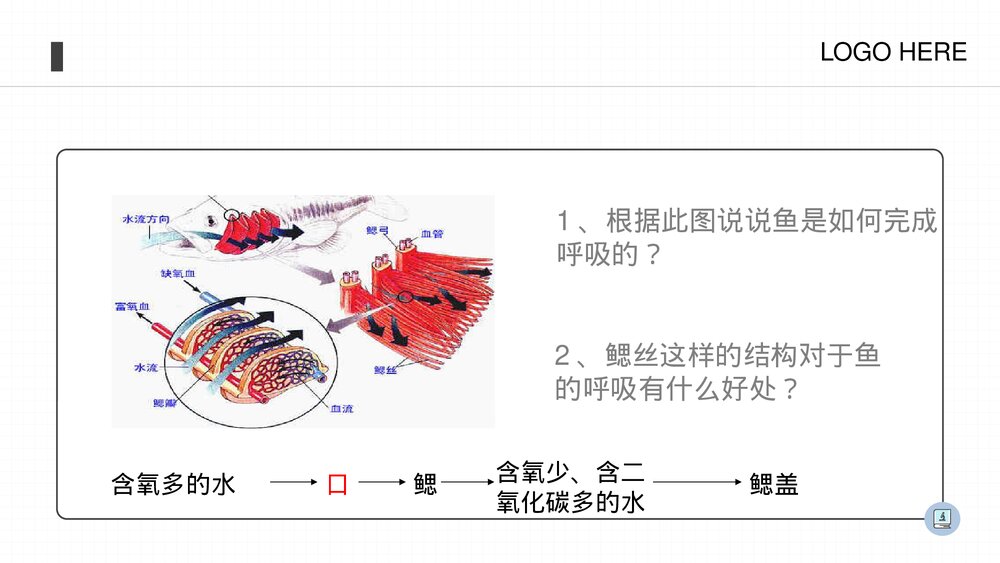 人教版八年级生物上册《鱼》PPT课件(第5.1.4课时)9