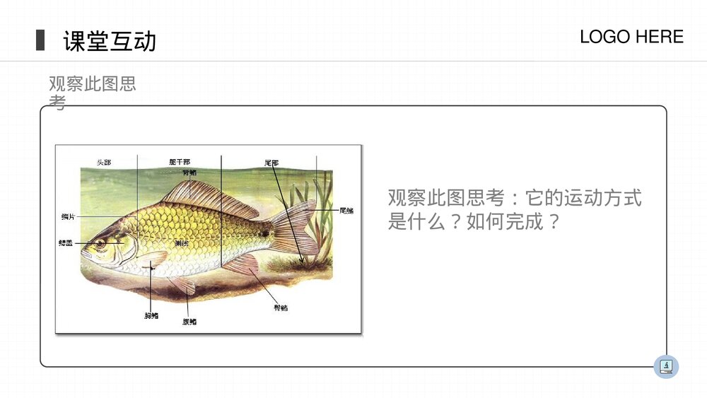 人教版八年级生物上册《鱼》PPT课件(第5.1.4课时)10
