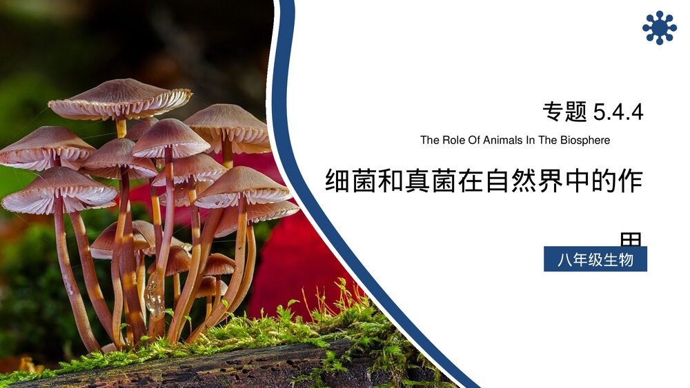 八年级生物上册《细菌和真菌在自然界中的作用》PPT课件(第5.4.4课时)1