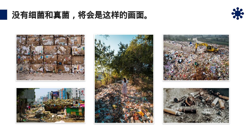 八年级生物上册《细菌和真菌在自然界中的作用》PPT课件(第5.4.4课时)5