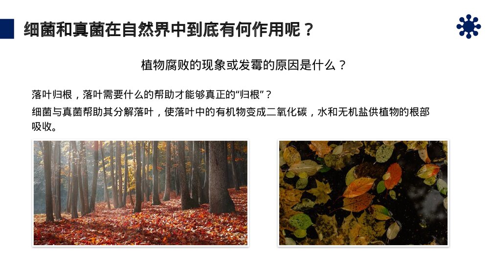 八年级生物上册《细菌和真菌在自然界中的作用》PPT课件(第5.4.4课时)6