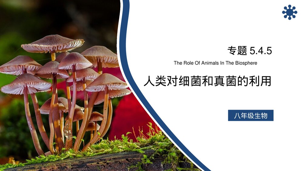 八年级生物上册《人类对细菌和真菌的利用》PPT课件(第5.4.5课时)1