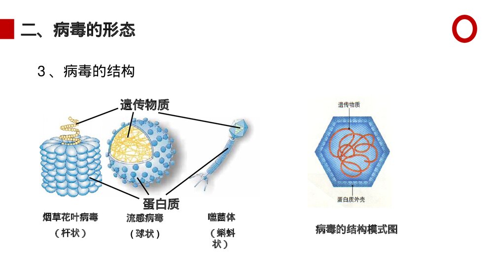 八年级生物上册《病毒》PPT课件(第5.5课时)7