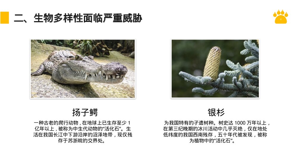 八年级生物上册《认识生物的多样性》PPT课件(第6.3课时)6