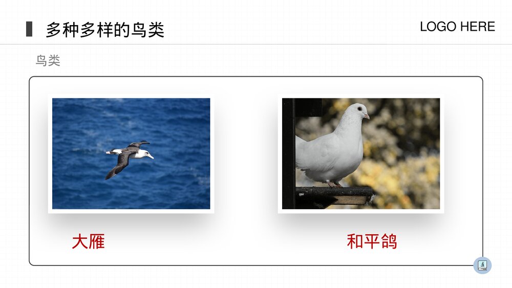 人教版八年级生物上册《鸟》PPT课件(第5.1.6课时)5