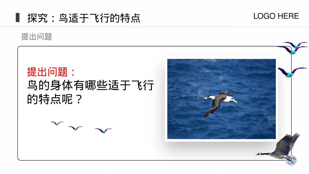 人教版八年级生物上册《鸟》PPT课件(第5.1.6课时)8