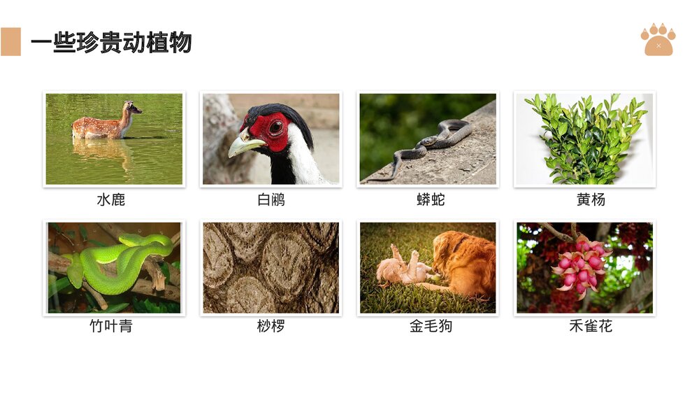 八年级生物上册《认识生物的多样性》PPT课件(第6.2课时)8