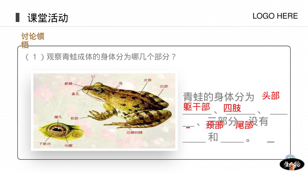 人教版八年级生物上册《两栖动物和爬行动物》PPT课件(第5.1.5课时)5