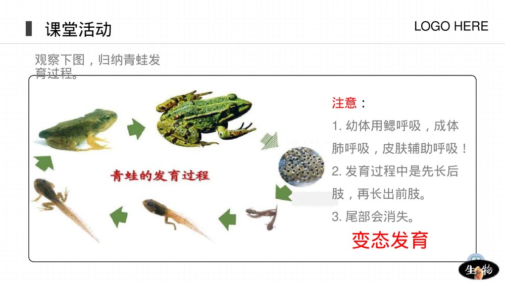 人教版八年级生物上册《两栖动物和爬行动物》PPT课件(第5.1.5课时)8