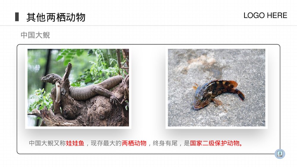 人教版八年级生物上册《两栖动物和爬行动物》PPT课件(第5.1.5课时)9