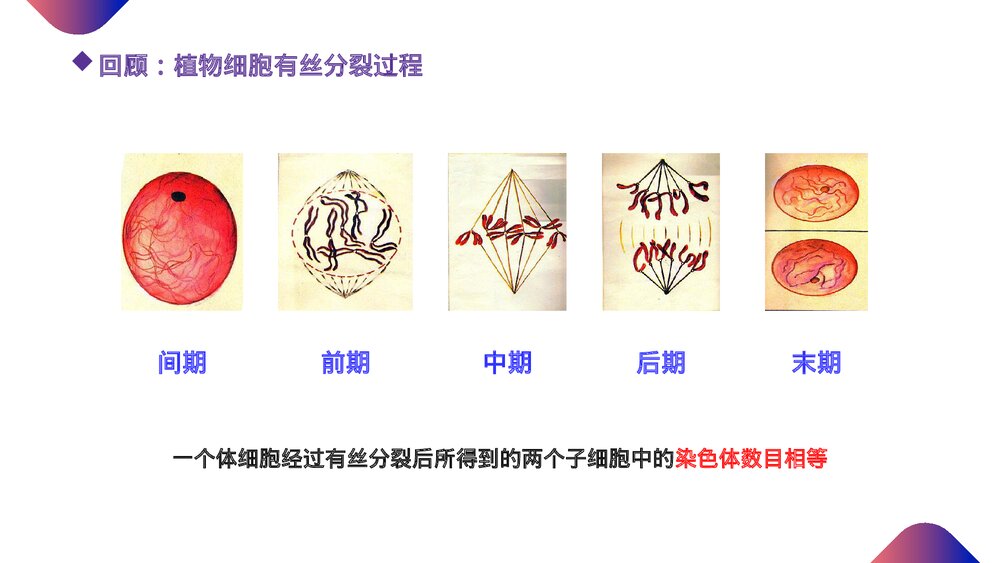 高一下册生物必修二《减数分裂和受精作用》PPT课件(第2.1.1课时)2