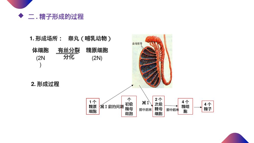 高一下册生物必修二《减数分裂和受精作用》PPT课件(第2.1.1课时)5