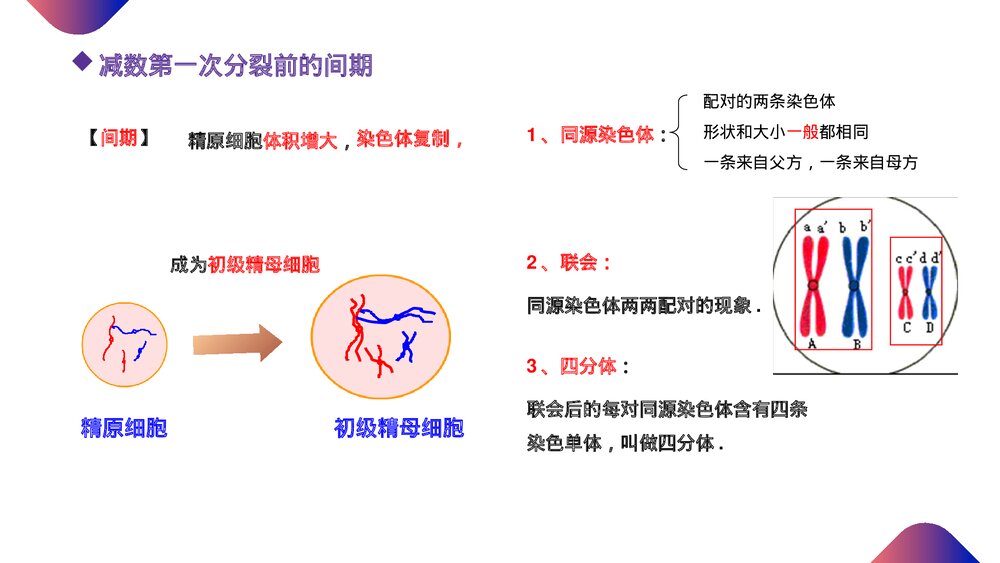 高一下册生物必修二《减数分裂和受精作用》PPT课件(第2.1.1课时)6