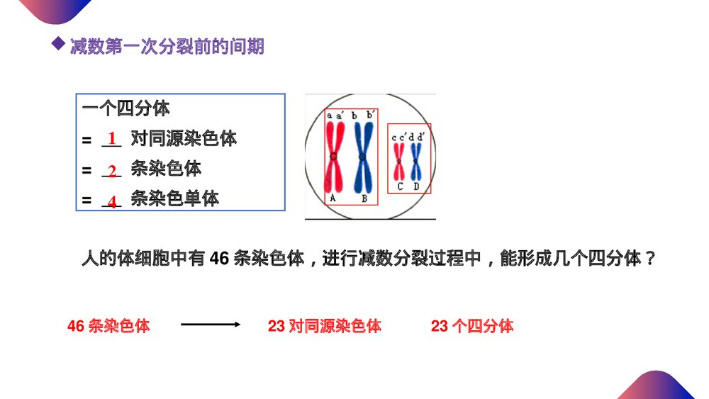 高一下册生物必修二《减数分裂和受精作用》PPT课件(第2.1.1课时)7