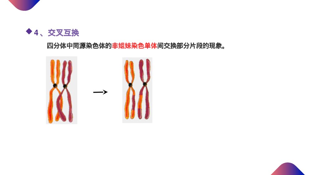 高一下册生物必修二《减数分裂和受精作用》PPT课件(第2.1.1课时)9
