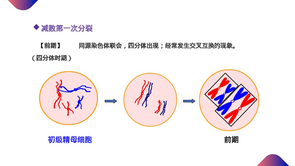 高一下册生物必修二《减数分裂和受精作用》PPT课件(第2.1.1课时)10