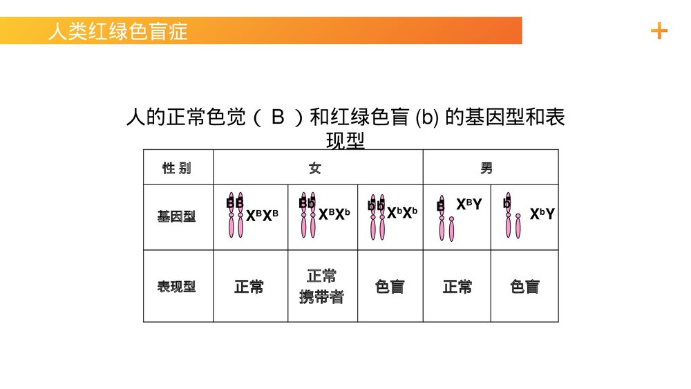 高一下册生物必修二《伴性遗传(1)》PPT课件(第2.3.1课时)4